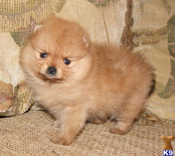 Puppies in Phoenix